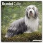 Avonside Publishing Ltd.: Bearded Collie 2025 - 16-Monatskalender, KAL