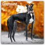 Avonside Publishing Ltd: Greyhound - Großer Englischer Windhund 2025 - 16-Monatskalender, KAL