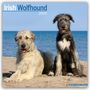 Avonside Publishing Ltd.: Irish Wolfhound - Irischer Wolfshund 2025 - 16-Monatskalender, KAL