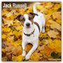 Avonside Publishing Ltd: Jack Russell Terrier 2025 - 16-Monatskalender, KAL