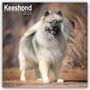 Avonside Publishing Ltd: Keeshond - Wolfsspitz 2025 - 16-Monatskalender, KAL