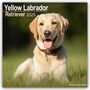 Avonside Publishing Ltd: Yellow Labrador Retriever - Gelber Labrador 2025 - 16-Monatskalender, KAL