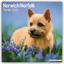 Avonside Publishing Ltd: Norfolk Terrier 2025- 16-Monatskalender, KAL
