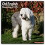 Avonside Publishing Ltd: Old English Sheepdog - Bobtails 2025 - 16-Monatskalender, KAL