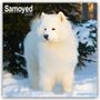 Avonside Publishing Ltd: Samoyed - Samojeden 2025 - 16-Monatskalender, KAL