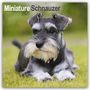 Avonside Publishing Ltd: Miniature Schnauzer - Zwergschnauzer 2025 - 16-Monatskalender, KAL