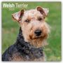 Avonside Publishing Ltd: Welsh Terrier 2025 - 16-Monatskalender, KAL