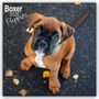 Avonside Publishing Ltd: Boxer Puppies - Boxer Welpen 2025 - 16-Monatskalender, KAL