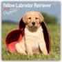 Avonside Publishing Ltd: Yellow Labrador Retriever Puppies - Weiße Labradorwelpen 2025, KAL