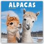 Avonside Publishing Ltd: Alpacas - Alpakas 2025 - 16-Monatskalender, KAL