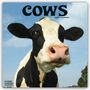Avonside Publishing Ltd: Cows - Kühe 2025 - 16-Monatskalender, KAL