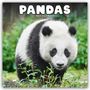 Avonside Publishing Ltd: Pandas - Pandabären 2025 - 16-Monatskalender, KAL