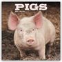 Avonside Publishing Ltd: Pigs - Schweine 2025 - 16-Monatskalender, KAL