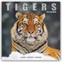 Avonside Publishing Ltd: Tigers - Tiger 2025 - 16-Monatskalender, KAL