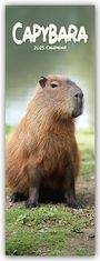 : Capybara - Wasserschwein 2025, KAL