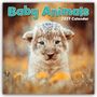Text: "Baby Animals 2027 Calendar". Ein Löwenjunges liegt im braunen Gras mit orangen Blumen, unscharfer Hintergrund.