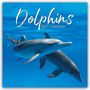 Text: "Dolphins 2027 Calendar". Zwei Delfine schwimmen im klaren blauen Wasser.