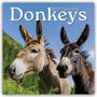 Gifted Stationery Co. Ltd: Donkeys - Esel 2027 - 16-Monatskalender, KAL