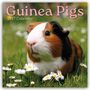 Texte: "Guinea Pigs", "2027 Calendar". Ein Meerschweinchen im Gras, umgeben von Gänseblümchen.