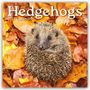 Text: "Hedgehogs 2027 Calendar". Abgebildet ist ein zusammengerollter Igel auf bunten Herbstblättern.