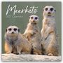 „Meerkats 2027 Calendar“. Drei Erdmännchen stehen auf einem Felsen und schauen aufmerksam nach vorne.
