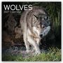 "WOLVES, 2027 Calendar." Ein Wolf schreitet durch flaches Wasser, umgeben von Gras und Felsen.