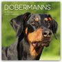 Text: "DOBERMANNS", "16-Month 2027 Calendar". Bild eines Dobermanns vor unscharfem grünen Hintergrund.