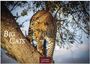 "Big Cats 2027". Ein Leopard klettert einen Baum hinunter. "CASARES EDITION" unten im Bild.