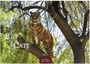 "Big Cats 2024, Casares Edition" steht auf dem Bild eines Tigers, der auf einem Baum steht.