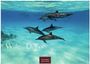 "Wale und Delfine 2027" und "CASARES EDITION". Eine Gruppe von Delfinen schwimmt unter Wasser in klarem, blauem Meer.