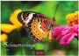 „Schmetterlinge 2027“, „CASARES EDITION“. Ein bunter Schmetterling sitzt auf einer pinken Blume vor grünem Hintergrund.