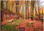 Text: "Indian Summer 2023", "CASARES EDITION". Ein Wald mit herbstlich gefärbten Bäumen und buntem Laub auf dem Boden.