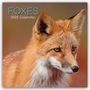 : Foxes - Füchse 2025 - 16-Monatskalender, KAL