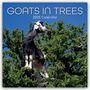 Gifted Stationery Co. Ltd: Goats in Trees - Ziegen auf Bäumen 2025 - 16-Monatskalender, KAL