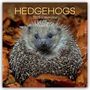 The Gifted: Hedgehogs - Igel 2025 - 16-Monatskalender, KAL