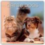 Gifted Stationery Co. Ltd: Cats and Dogs - Katzen und Hunde 2026 - 16-Monatskalender, KAL