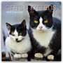 Gifted Stationery Co. Ltd: Cats and Kittens - Katzen und Kätzchen 2026 - 16-Monatskalender, KAL