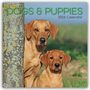 Gifted Stationery Co. Ltd: Dogs and Puppies - Hunde und Welpen 2026 - 16-Monatskalender, KAL