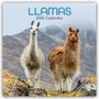 Gifted Stationery Co. Ltd: Llamas - Lamas 2026 - 16-Monatskalender, KAL