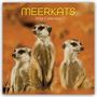 Gifted Stationery Co. Ltd: Meerkats - Erdmännchen 2026 - 16-Monatskalender, KAL