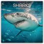 Gifted Stationery Co. Ltd: Sharks - Haie 2026 - 16-Monatskalender, KAL