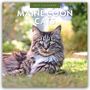 "2027 Calendar: Maine Coon Cats", Maine Coon liegt entspannt im Gras, sonnige Umgebung im Hintergrund.