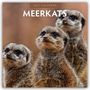 Text: "2027 Calendar MEERKATS". Nahaufnahme eines Erdmännchens mit hellbraunem Fell und großen, dunklen Augen.