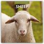 Text: "2027 Calendar SHEEP". Ein Schaf steht auf einer grünen Wiese, mit unscharfem Hintergrund.
