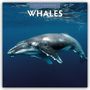 „2027 Calendar: Whales“. Ein springender Wal erhebt sich dynamisch aus dem Ozean.