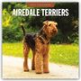 "2027 Calendar" und "Airedale Terriers" über einem Airedale Terrier auf einem Weg vor grünem Hintergrund.