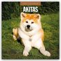 2027 Calendar, Akitas. Ein Akita-Hund liegt auf grünem Gras, trägt ein Herz-Halsband.