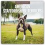 2027 Calendar: American Staffordshire Terriers. Ein kräftiger Hund steht auf einer Wiese mit unscharfem Hintergrund.