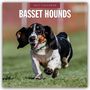 Text: "2027 Calendar Basset Hounds". Ein Basset-Hund läuft fröhlich auf einer grünen Wiese.