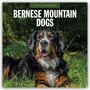 „2027 Calendar: Bernese Mountain Dogs.“ Ein Berner Sennenhund liegt im grünen Gras vor einem Waldhintergrund.